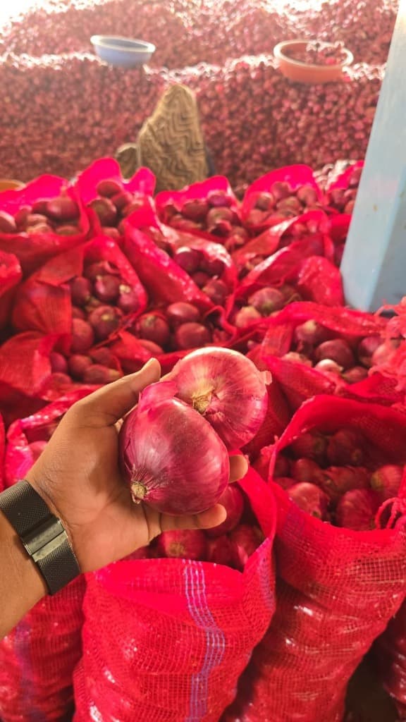 Export-grade red onions in mesh bags