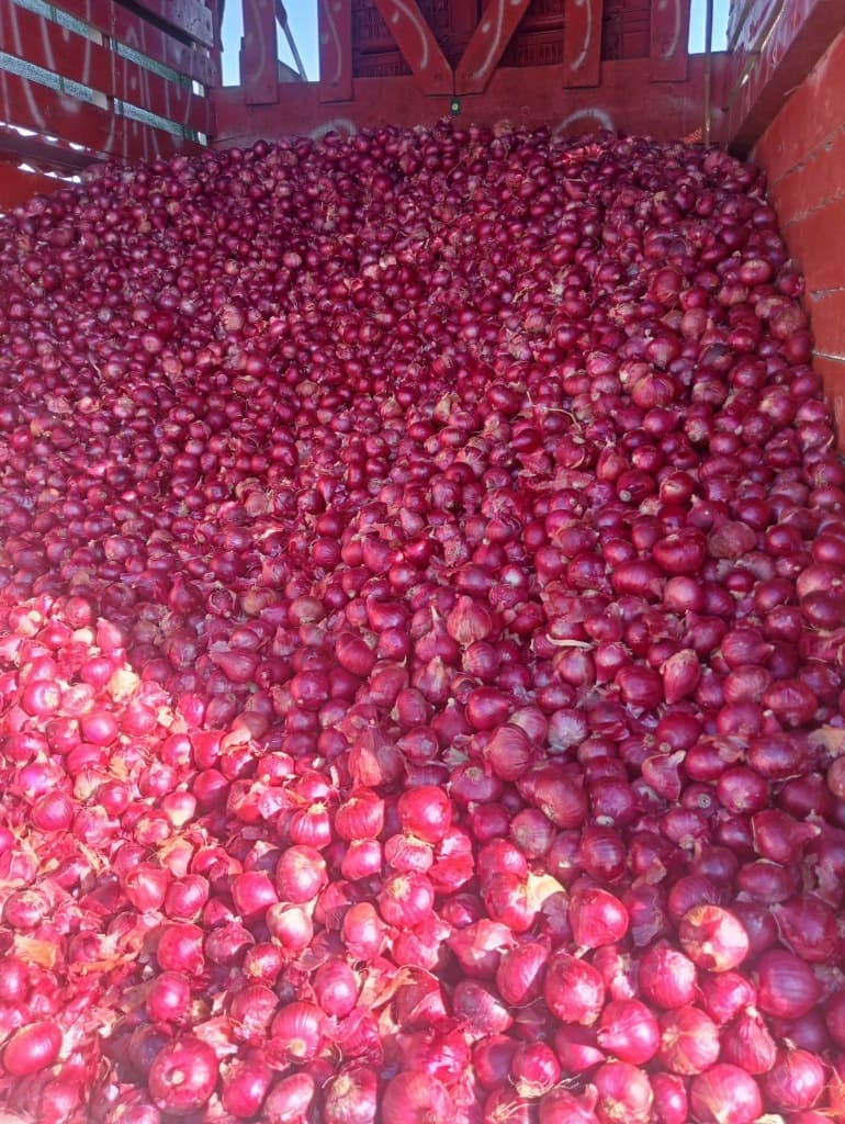Bulk onions ready for container loading